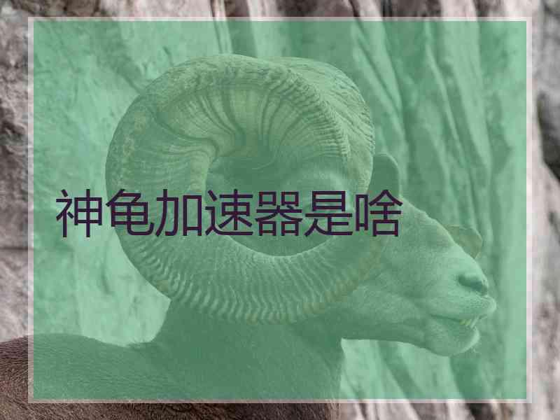 神龟加速器是啥