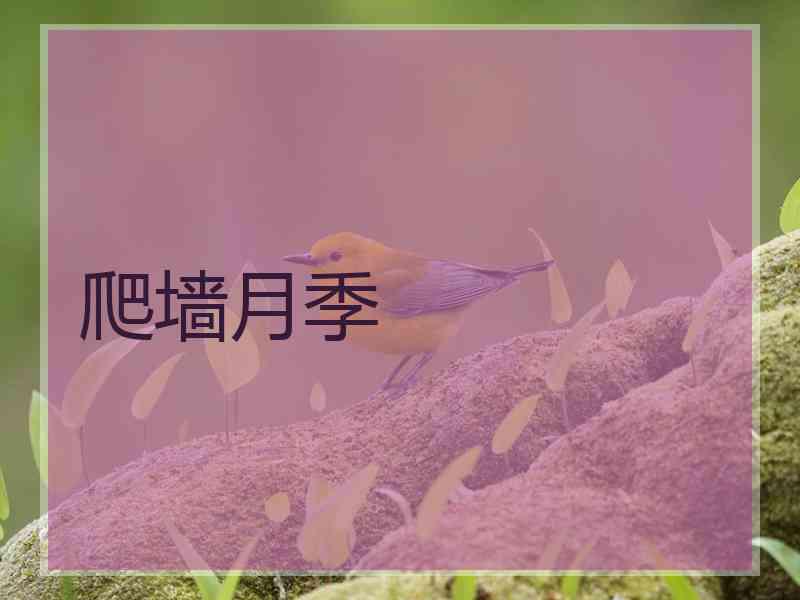 爬墙月季