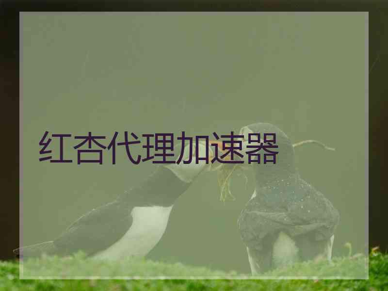 红杏代理加速器