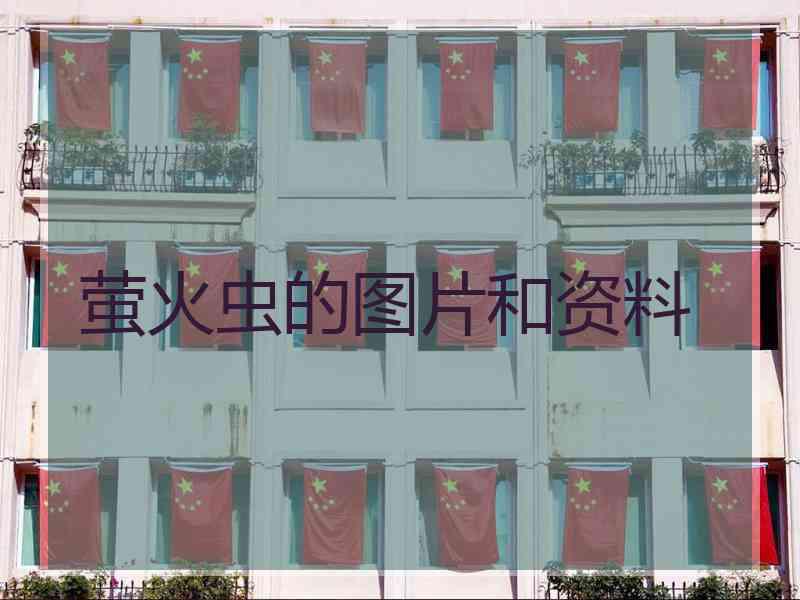 萤火虫的图片和资料