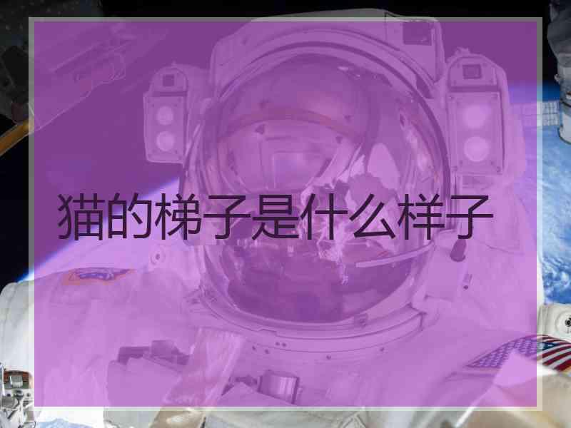 猫的梯子是什么样子