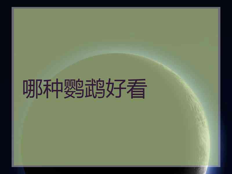哪种鹦鹉好看