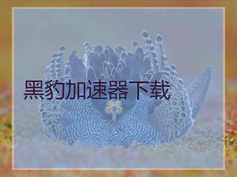 黑豹加速器下载