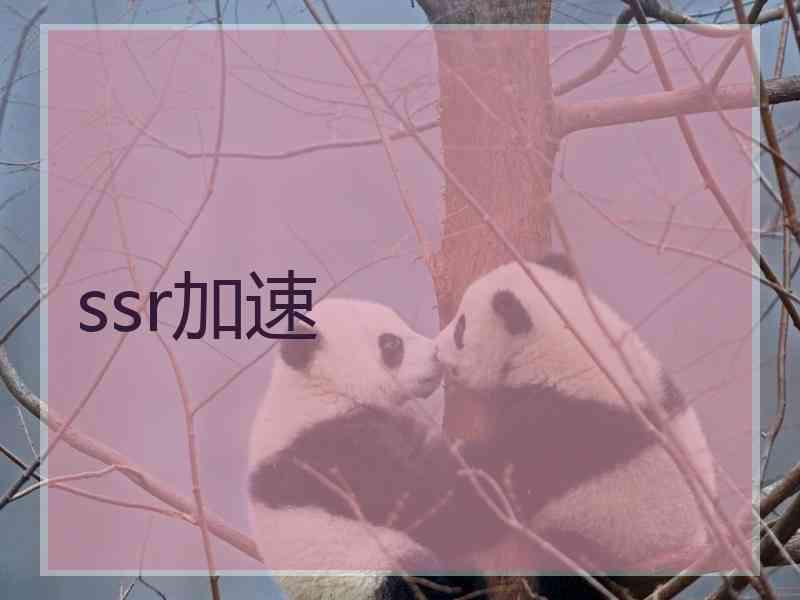 ssr加速