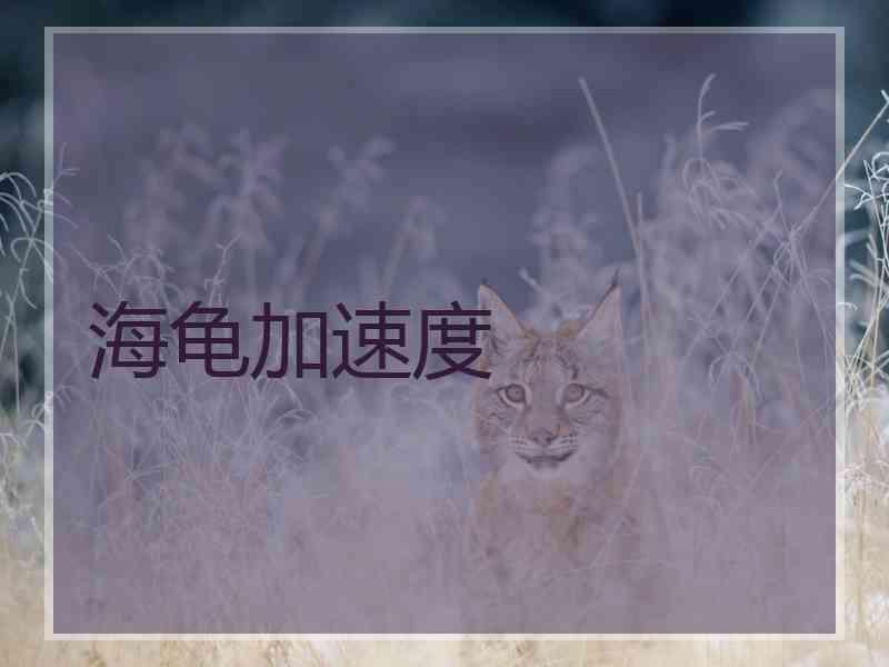海龟加速度