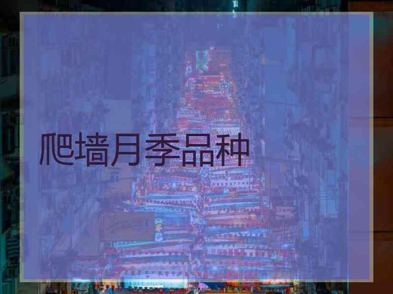 爬墙月季品种