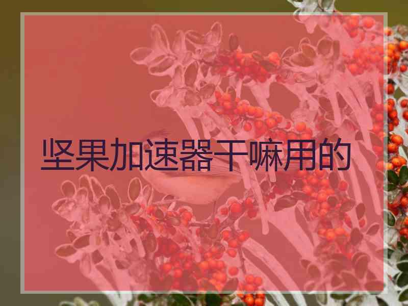 坚果加速器干嘛用的